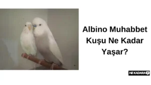 Albino Muhabbet Kuşu Ne Kadar Yaşar?