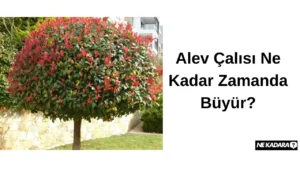 Alev Çalısı Ne Kadar Zamanda Büyür?