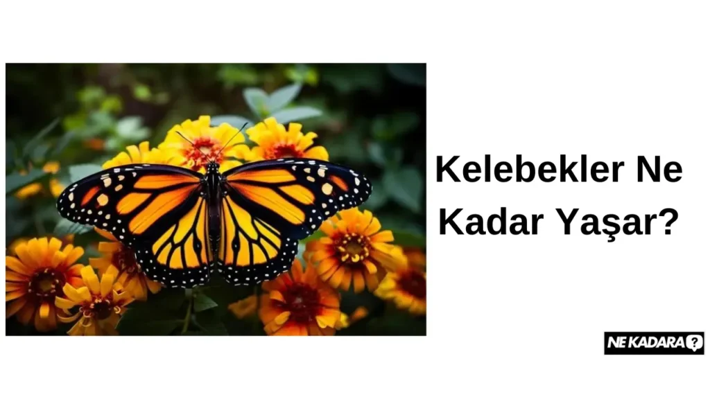 Kelebekler Ne Kadar Yaşar?