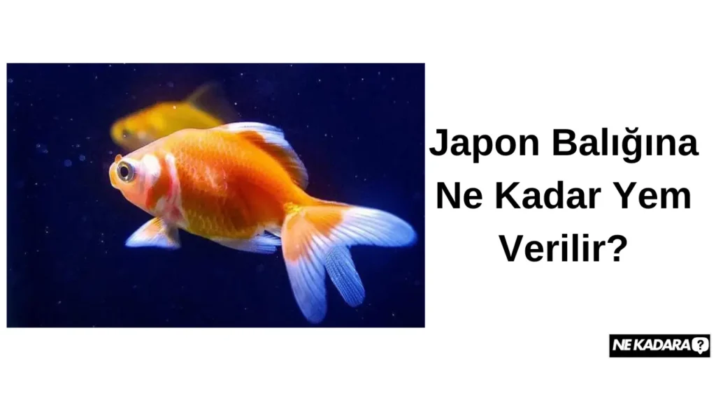 Japon Balığına Ne Kadar Yem Verilir?